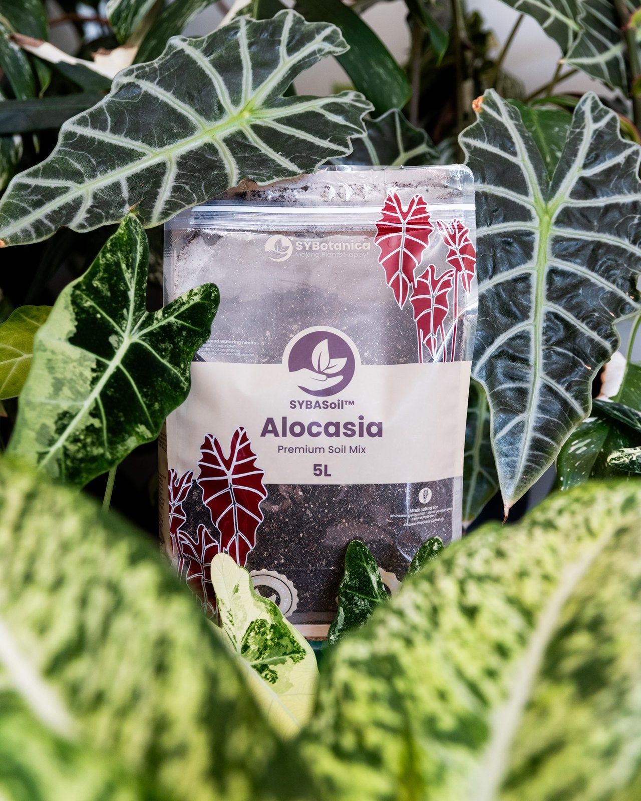 SYBASoil Alocasia-Erde zwischen Alocasia-Blättern