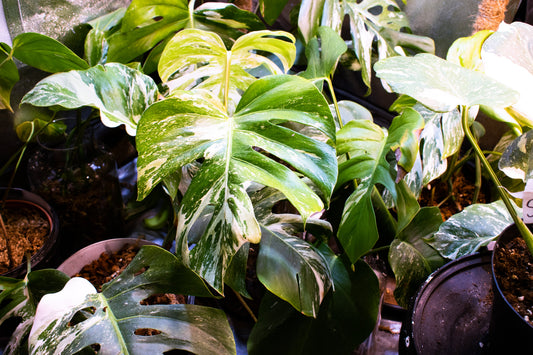 Large variegated monstera leaves in a plant collection