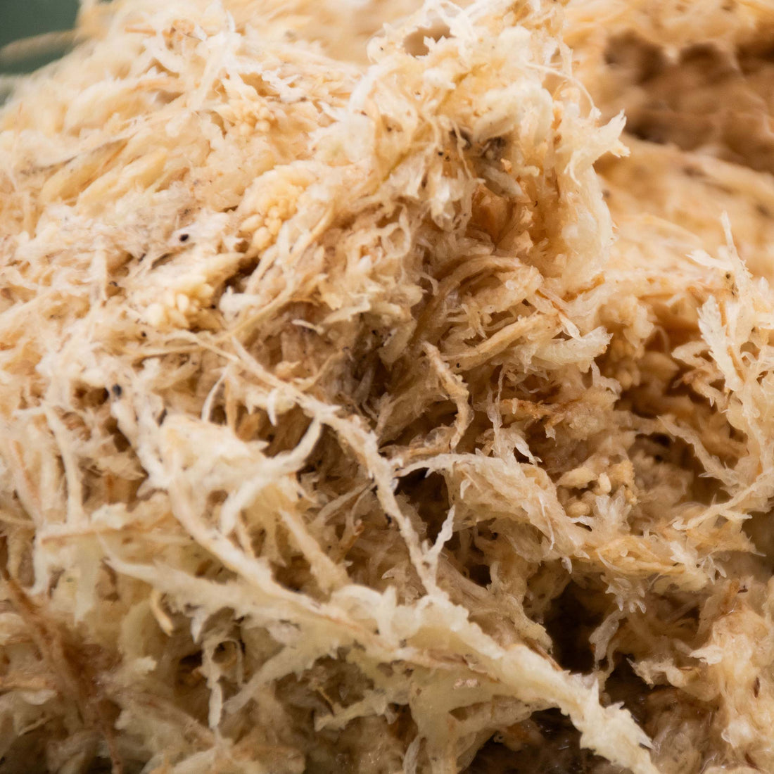 Close crop of dried cream coloured sphagnum moss strands, how to store sphagnum moss