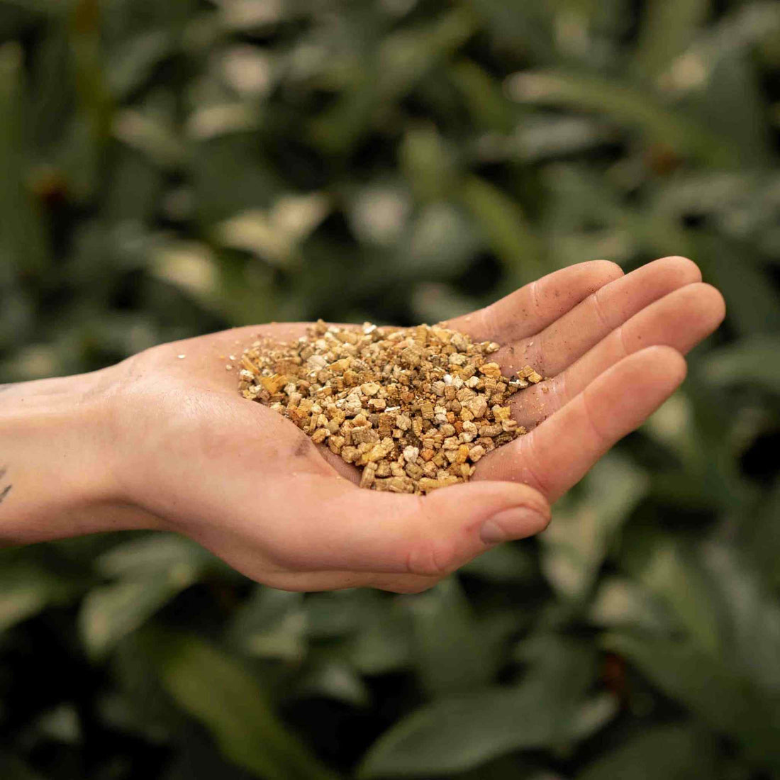 Open palm holding golden brown vermiculite granules