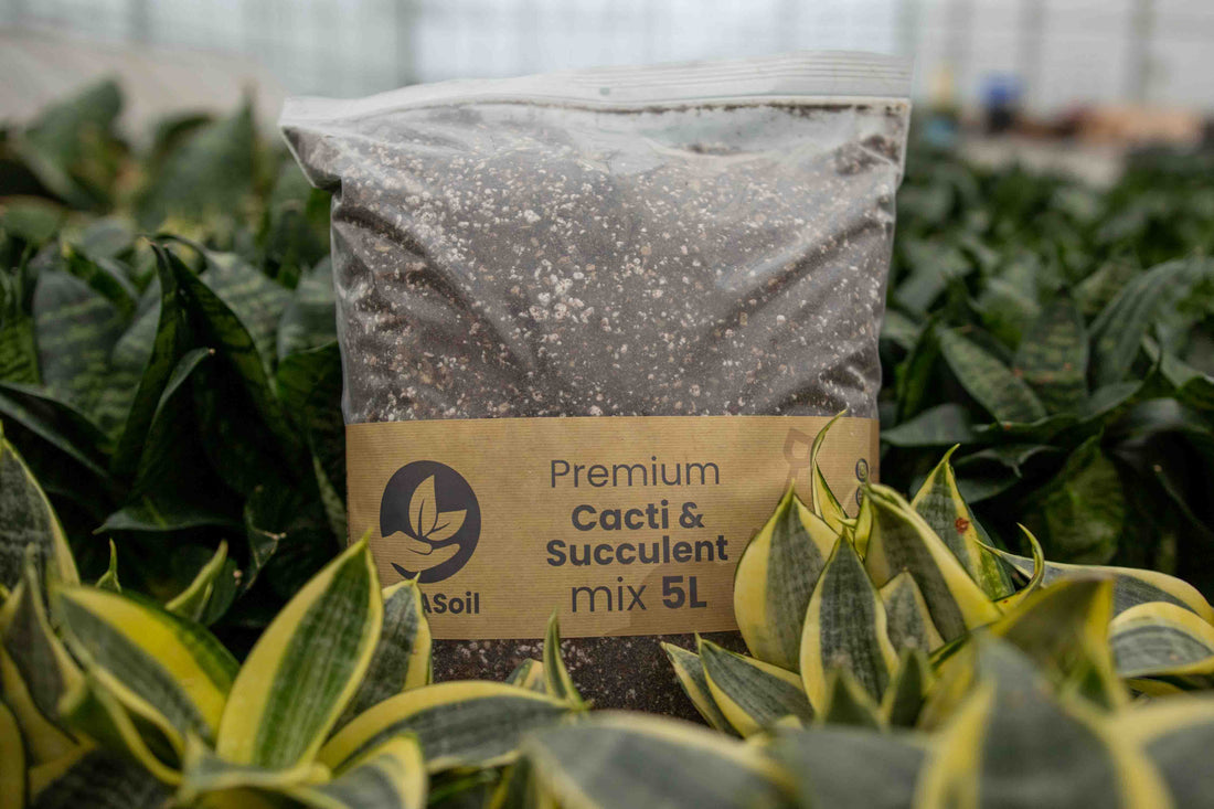Cacti soil