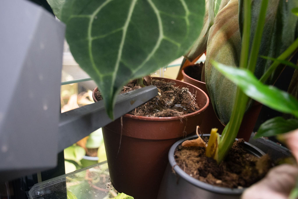 Potted plants with exposed roots and soil on shelf, monstera plant food - sybasupport