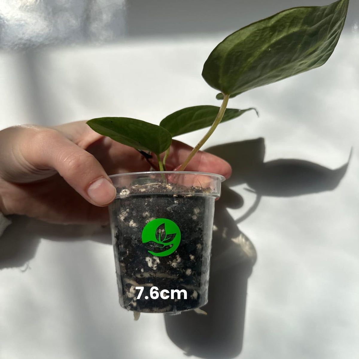 Hand holds small potted plant with soil, size labeled, clear orchid plant pots