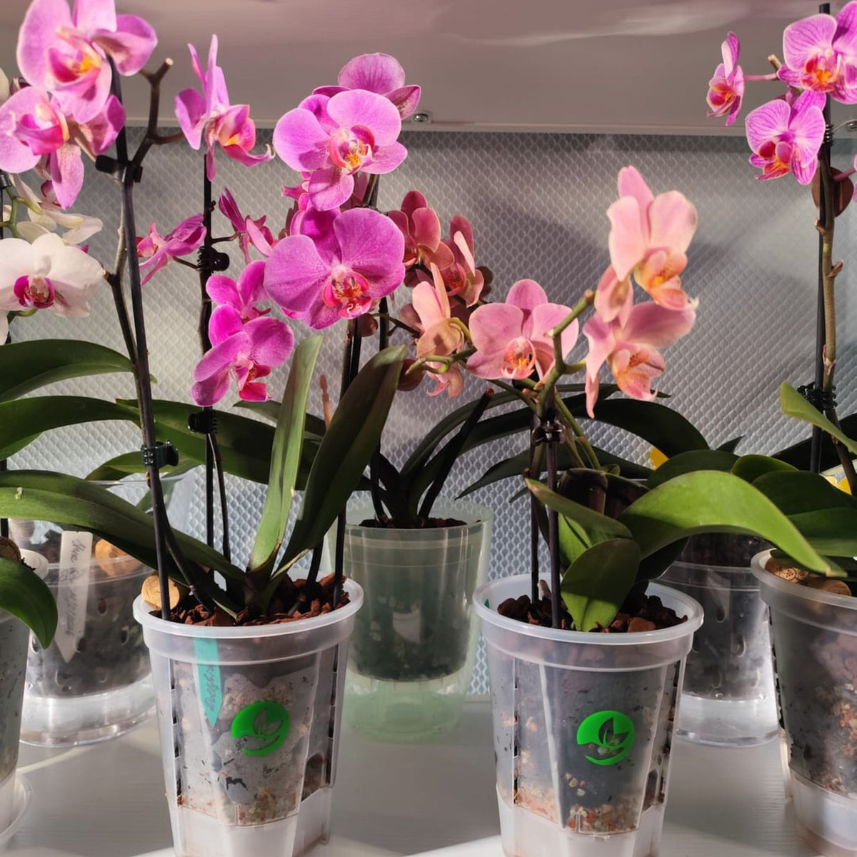 Pink and white phalaenopsis orchids flowering in clear plastic pots, best soil for orchids