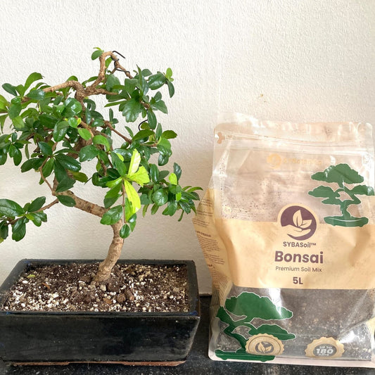 Small bonsai tree in a shallow pot beside a soil bag, bonsai soil