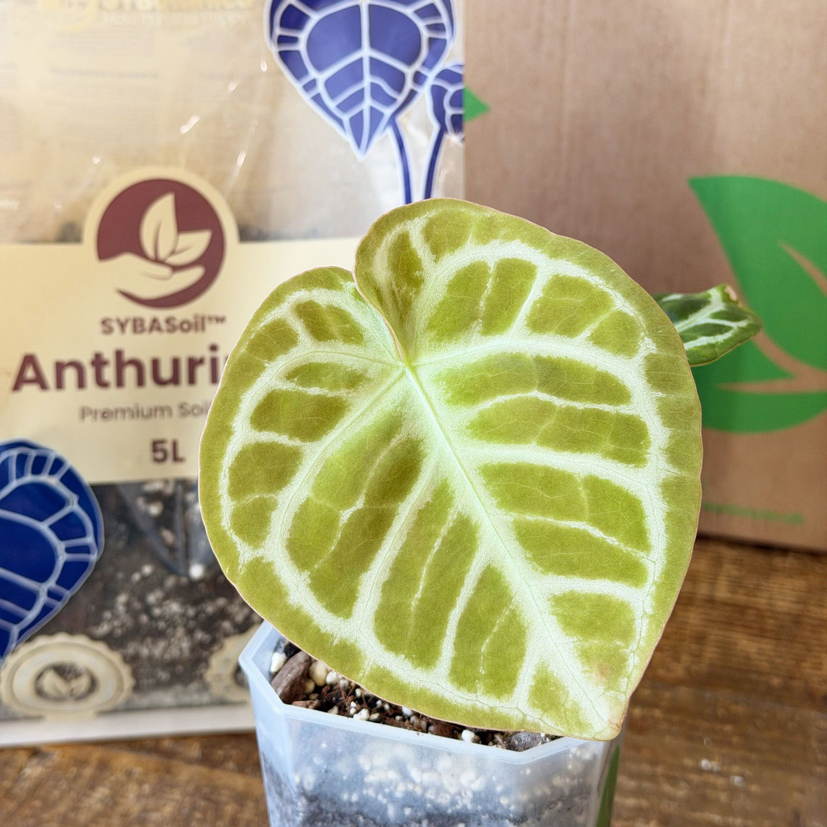 Anthurium leaf with white veins beside soil packaging, anthurium soil