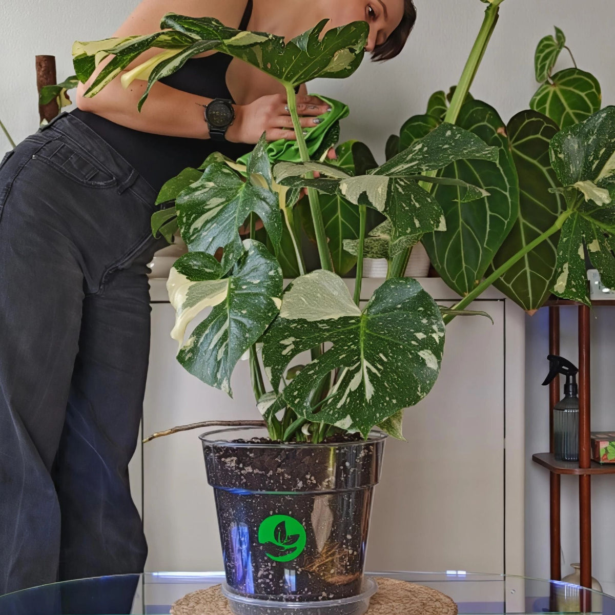 Woman inspecting variegated Monstera in clear pot, prism clear plant pots