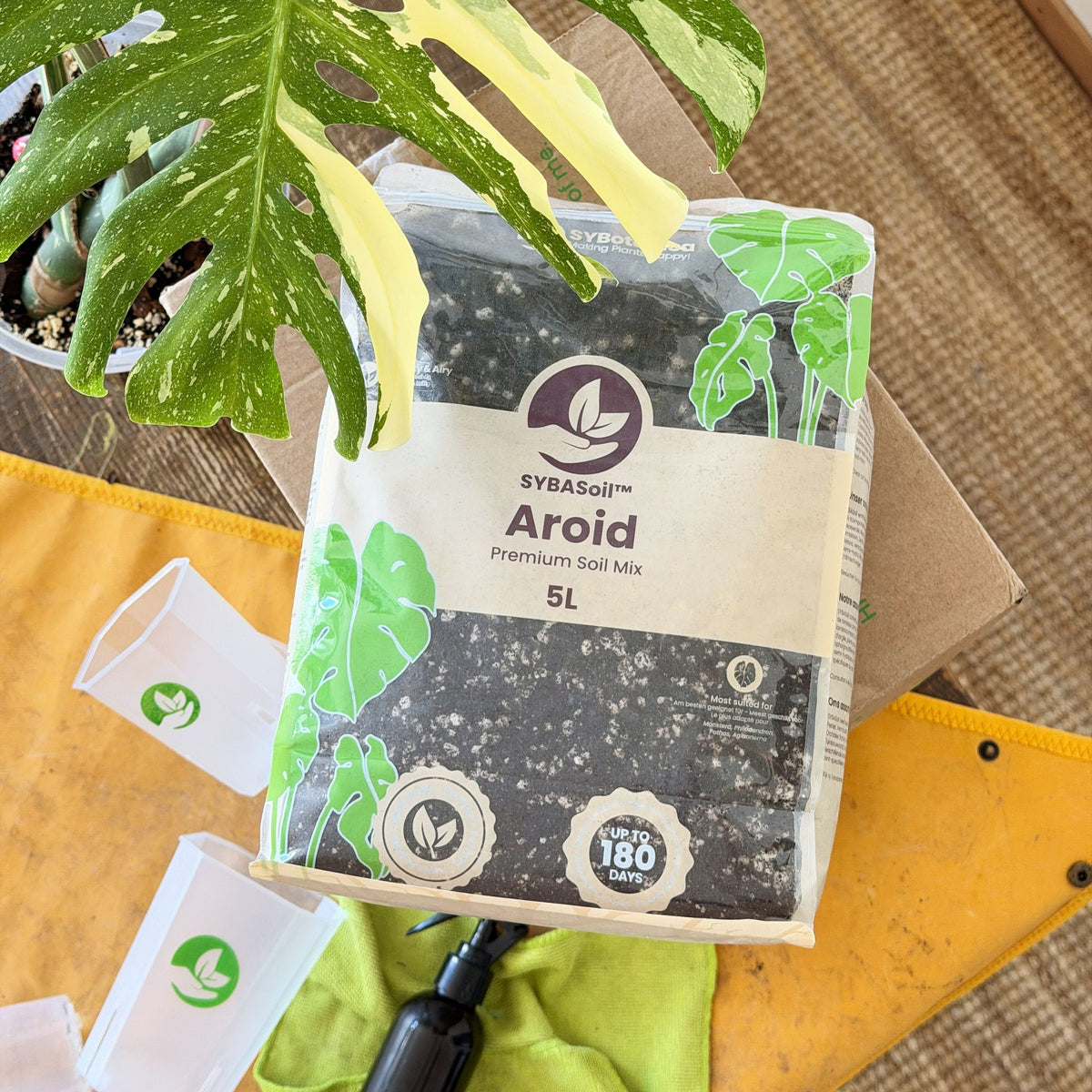 Flat lay of a soil bag beside a variegated monstera and nursery pots, aroid mix