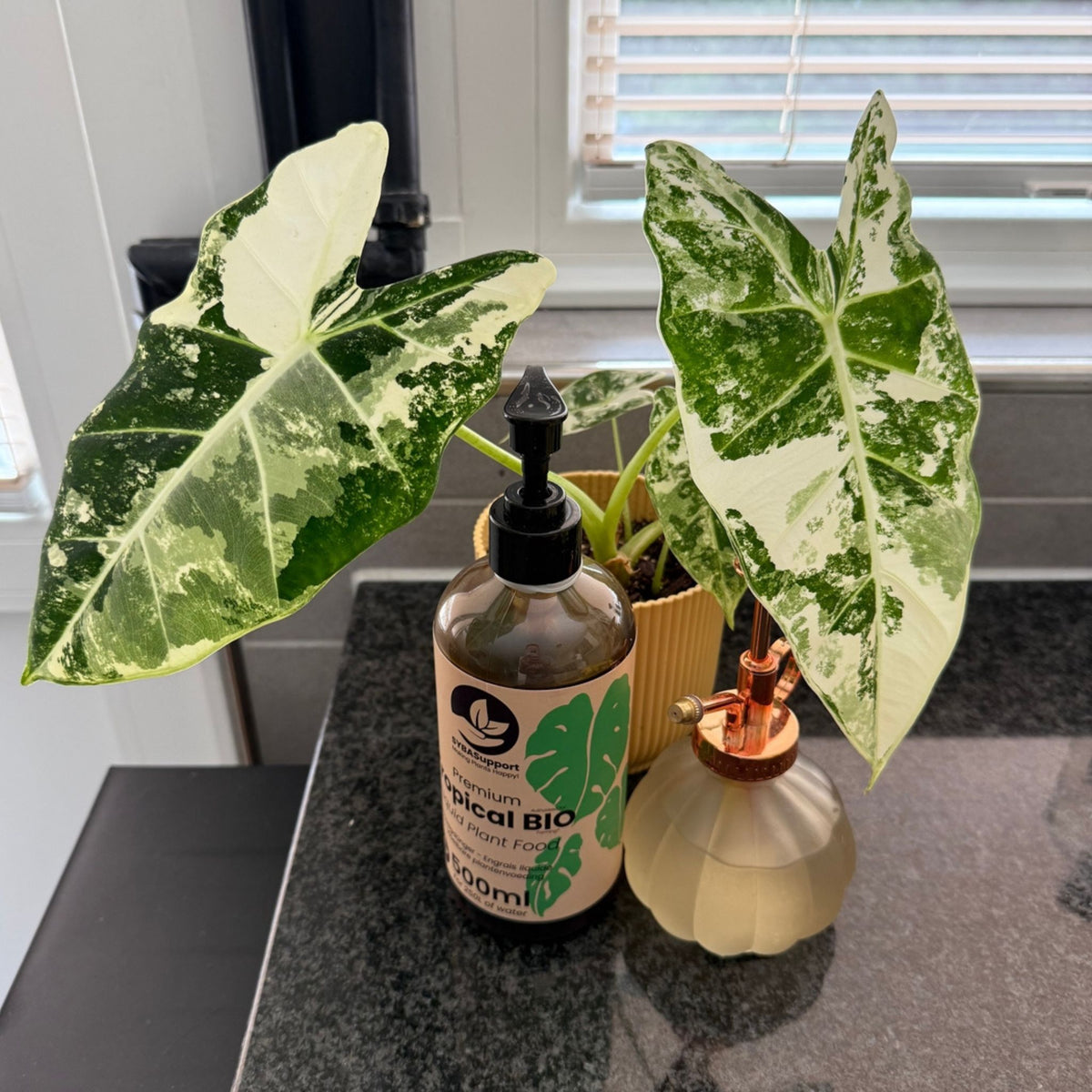 Broget Alocasia ved siden af sprayflaske og tropisk bio flydende plantenæring