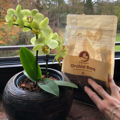 Yellow orchid in pot beside orchid bark bag