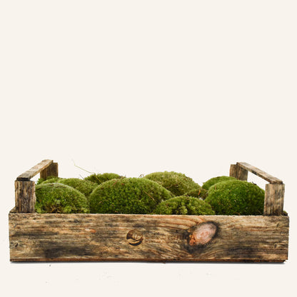 Rounded cushion moss clumps in wooden crate