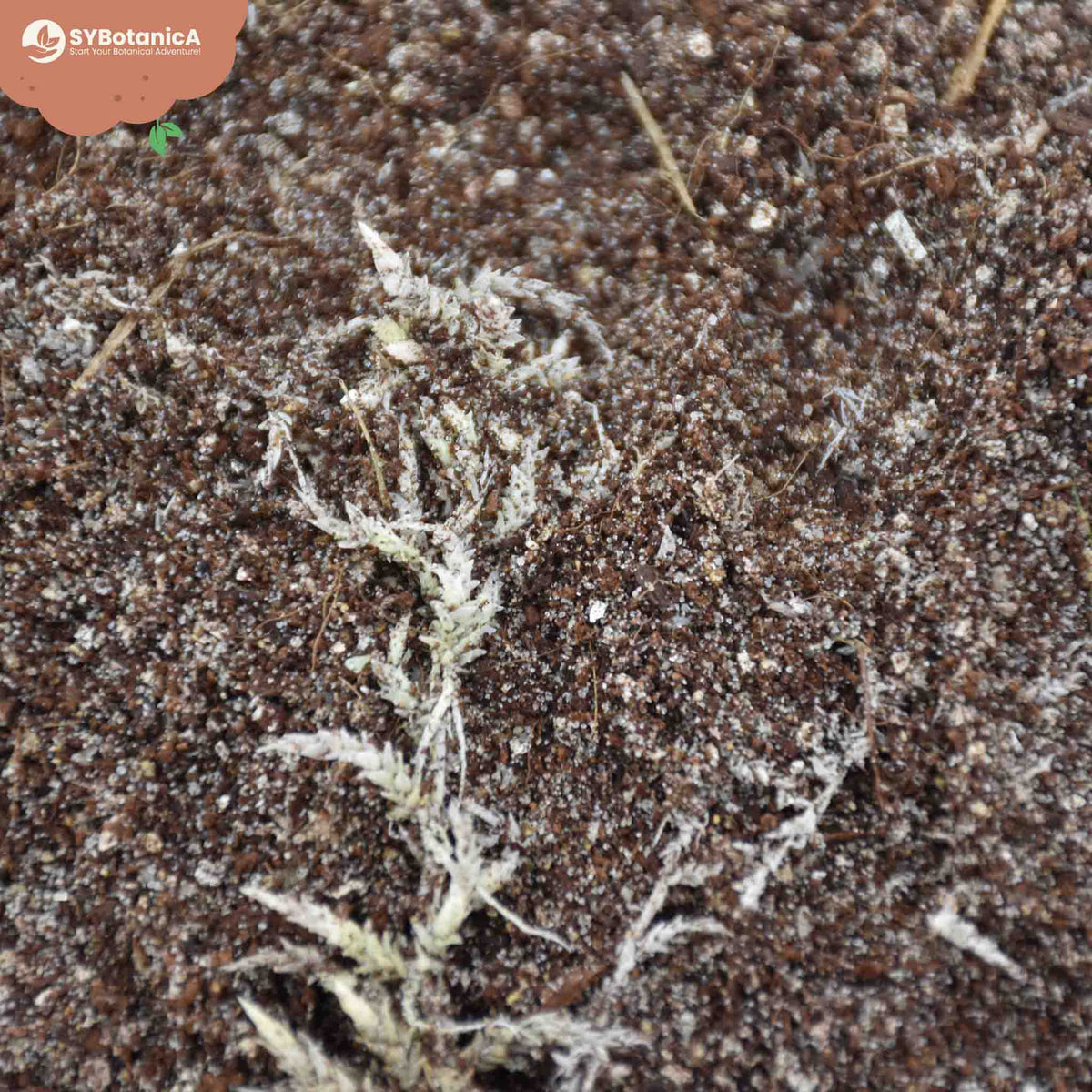 Dried lichen atop coarse brown potting substrate