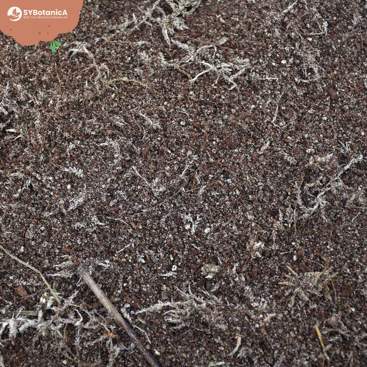 Close-up of dark soil mix with dried plant debris