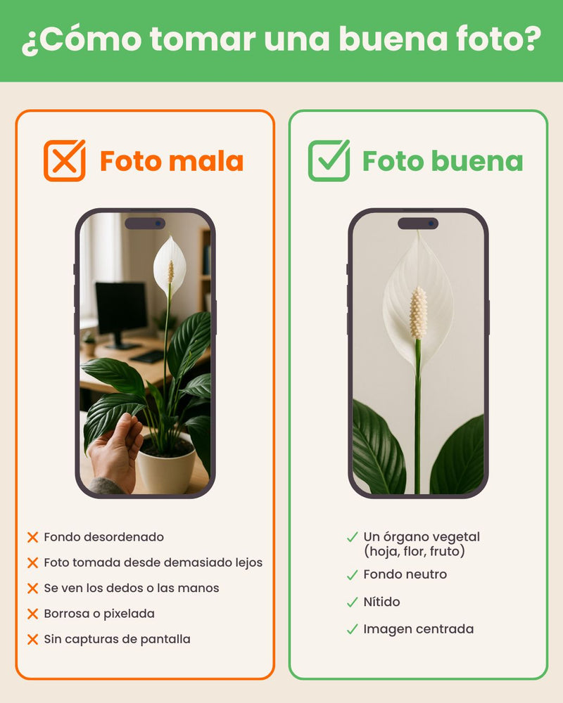 Ejemplo de una foto de planta bien iluminada para identificarla