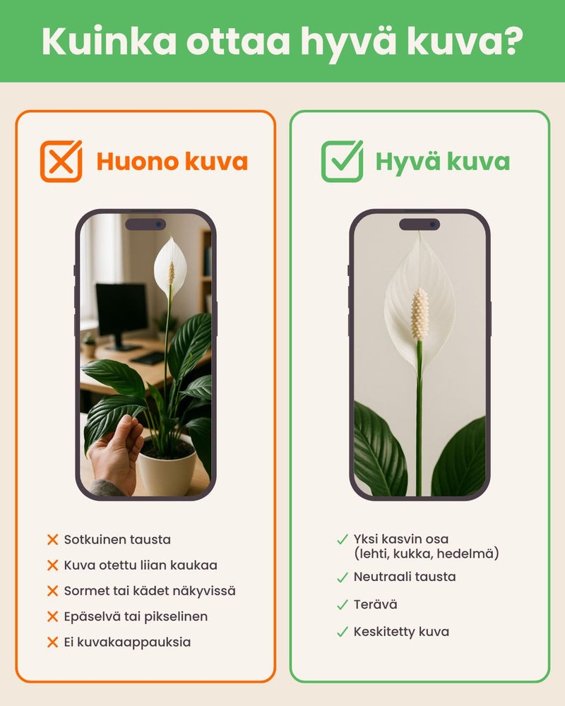 Esimerkki hyvin valaistusta kasvikuvasta tunnistusta varten