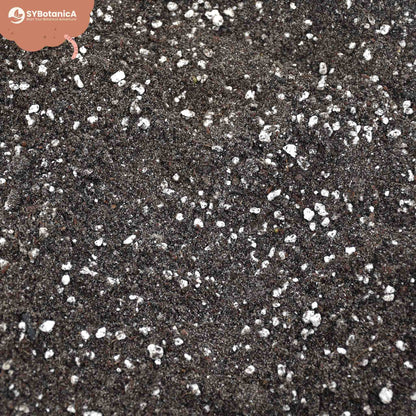Close-up of dark soil mix with perlite specks