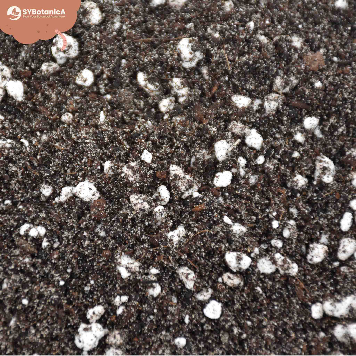 Close-up of dark soil mix with perlite chunks, best soil for ferns