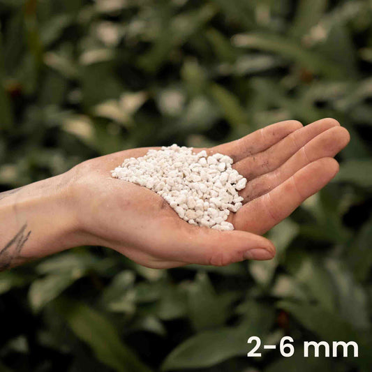Hand holding white perlite granules with size label, bulk perlite
