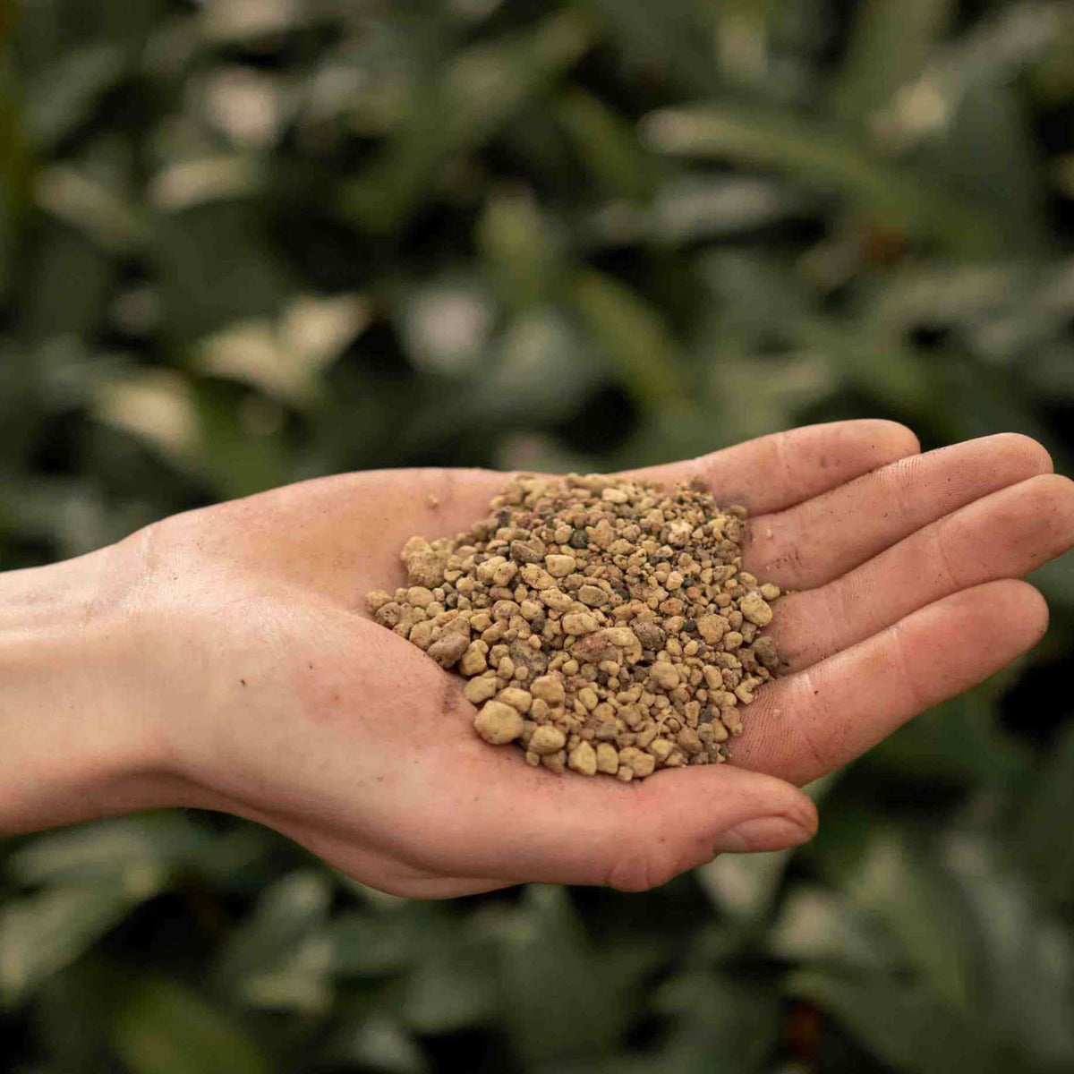 Open palm holding tan grey volcanic granules above green foliage, pumice for plants