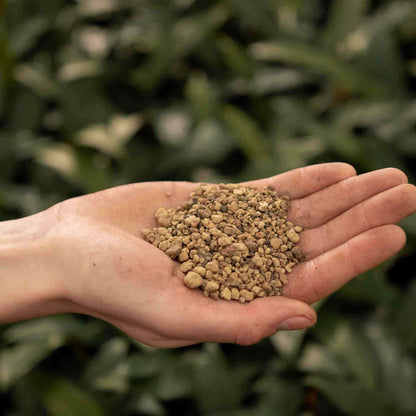 Open palm holding tan grey volcanic granules above green foliage, pumice for plants