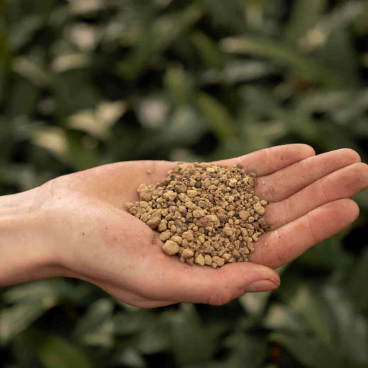 Open palm holding tan grey volcanic granules above green foliage, pumice for plants