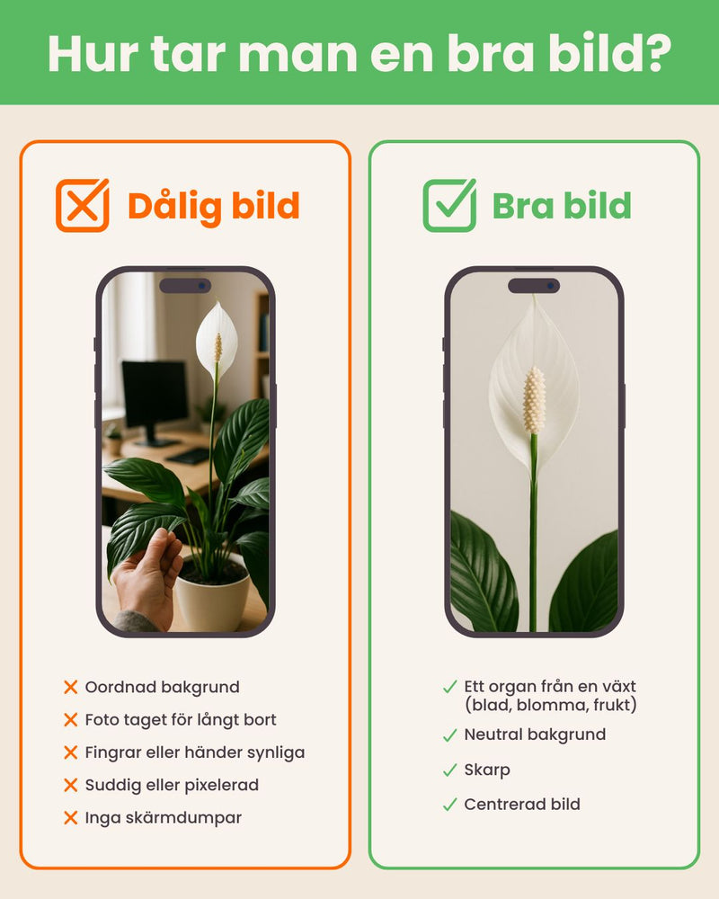 Exempel på ett väl upplyst växtfoto för identifiering