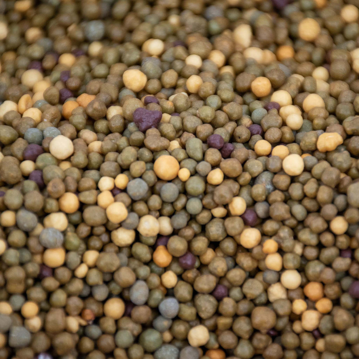 Närbild på kaktus långsamfrigörande växtnäring med blandade färgade granulat och pellets