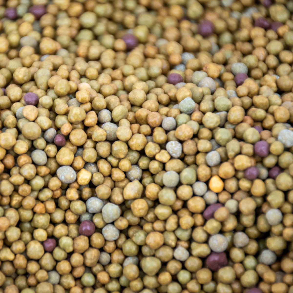 Grânulos redondos e coloridos de fertilizante para plantas tropicais em pormenor