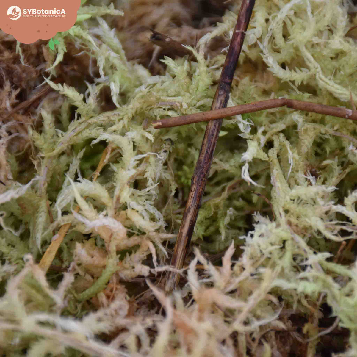 Close-up dried sphagnum moss with twigs