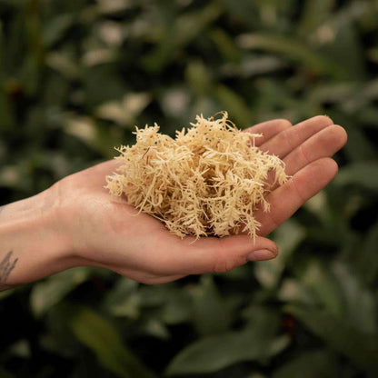 Hand holding dried sphagnum moss outdoors, sphaxx