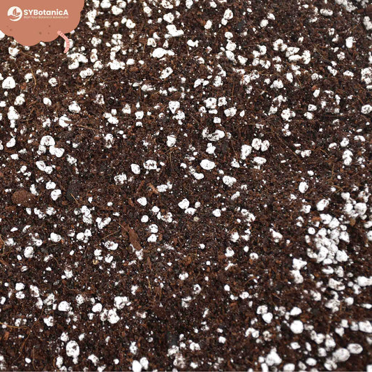 Close-up of dark soil mix with white perlite chunks, universal potting soil