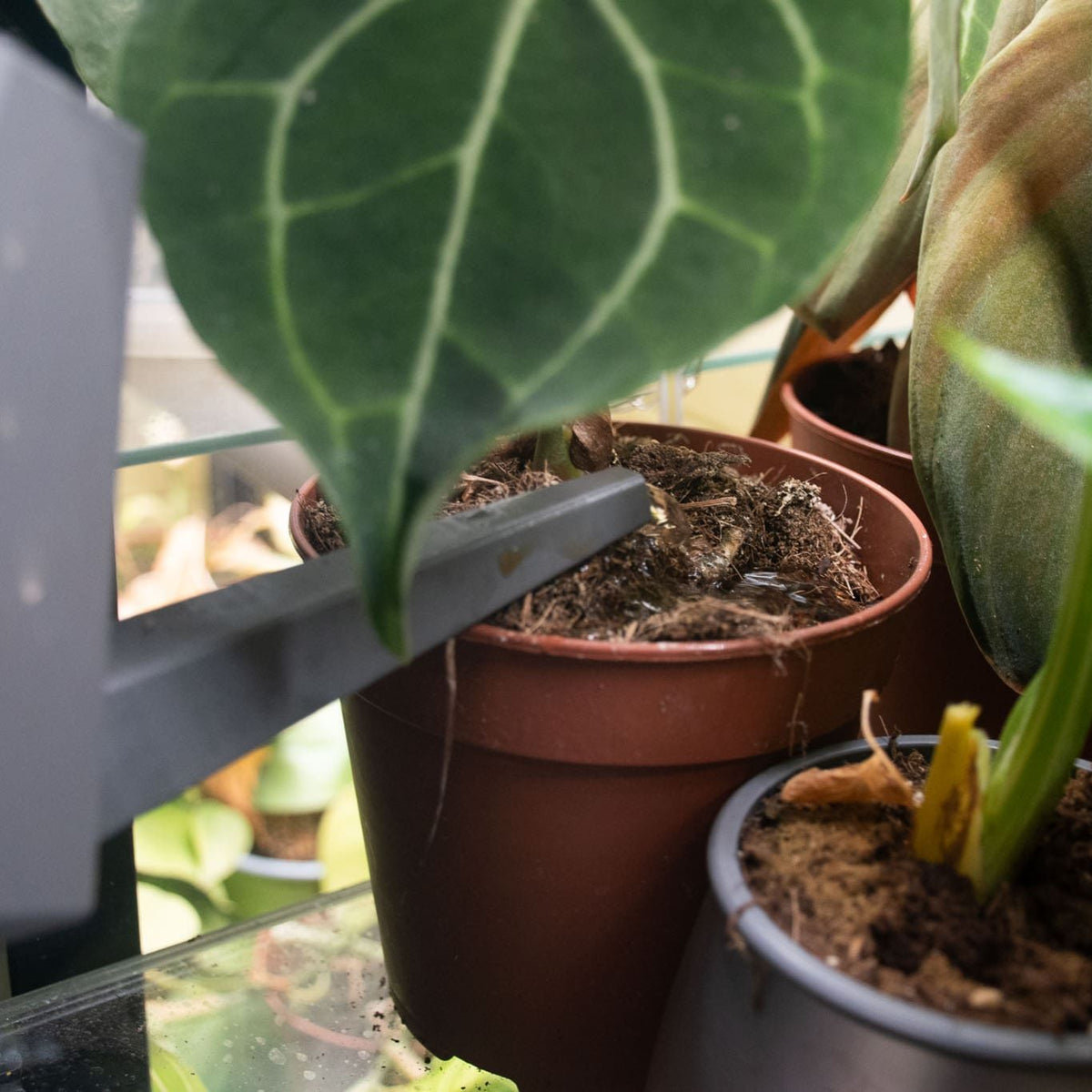 Foglia grande e venata sopra vasi con radici visibili, fertilizzante naturale per orchidee