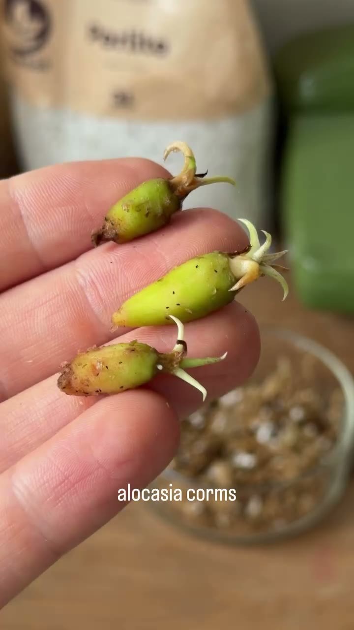 Botanikbuddies