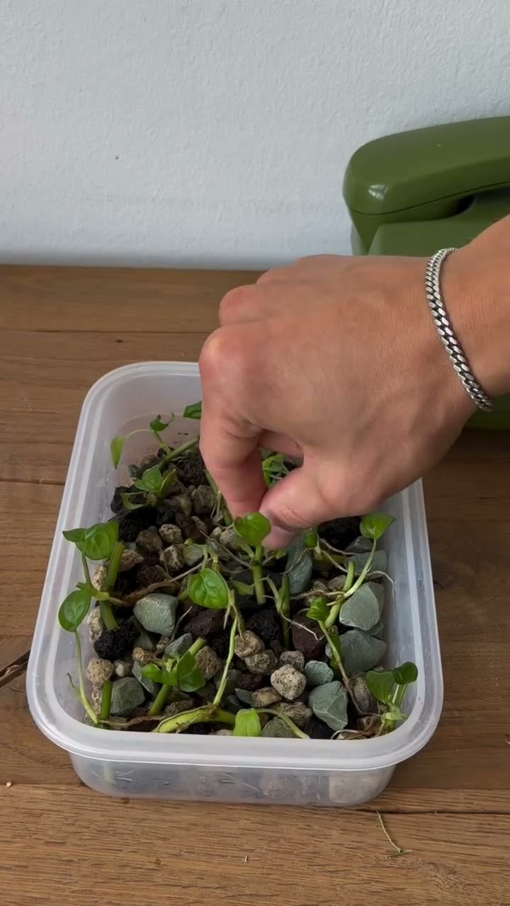 Botanikbuddies