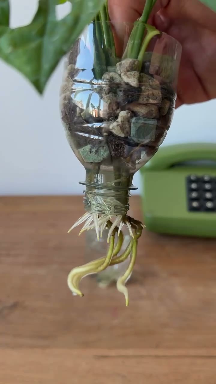 Botanikbuddies