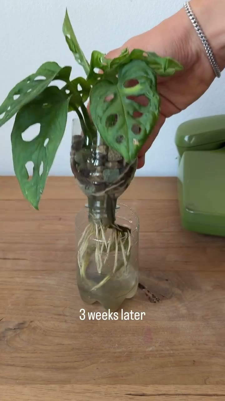 Botanikbuddies