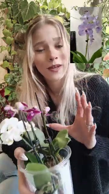 Manon