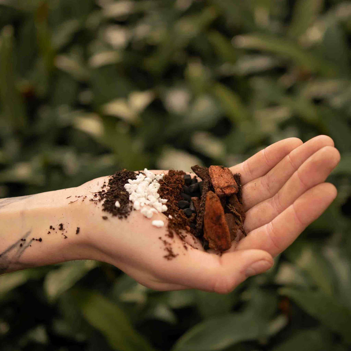ly_anthurium_mix_ingredients_1749559563.jpeg