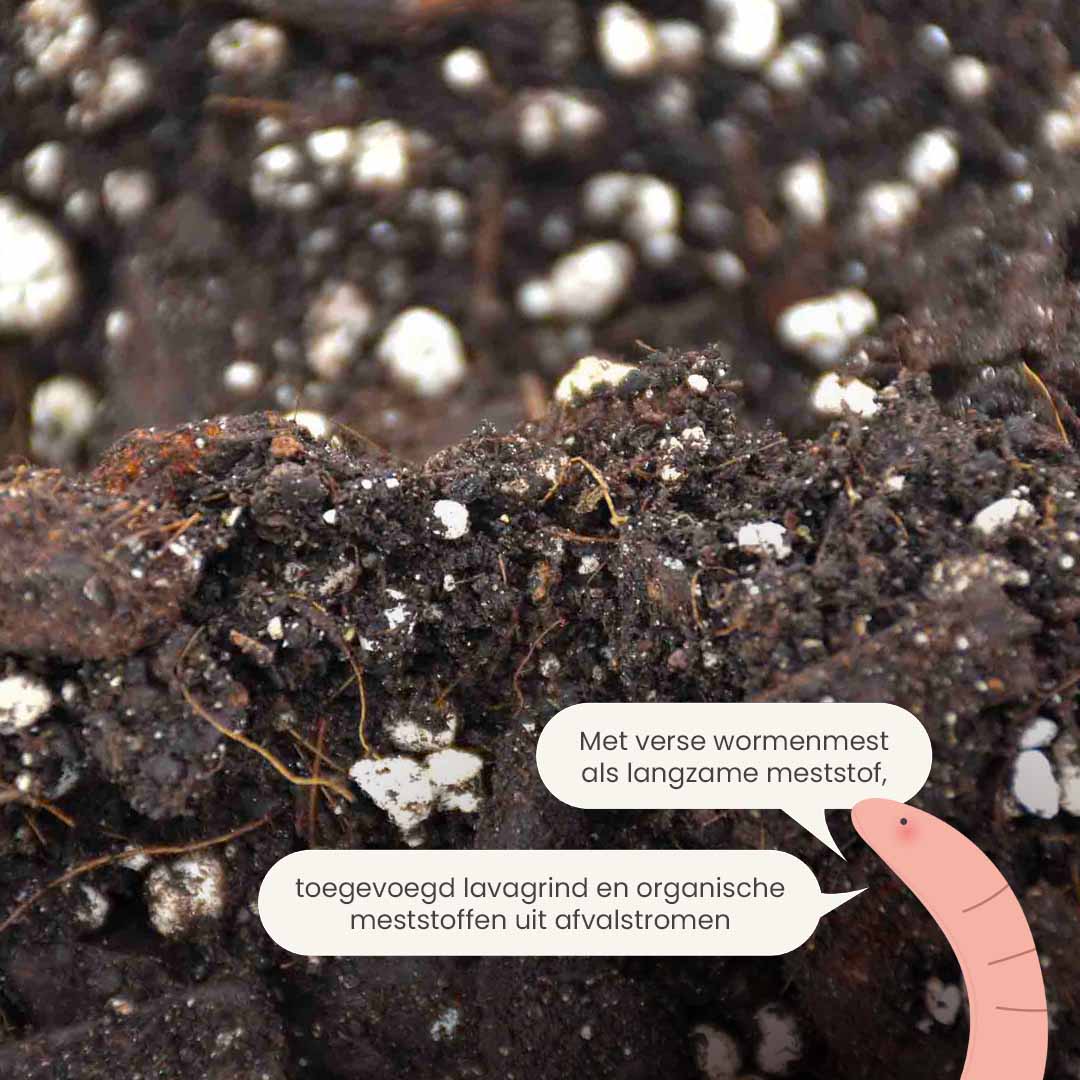 anthurium_productafbeelding_nl_fertiliser