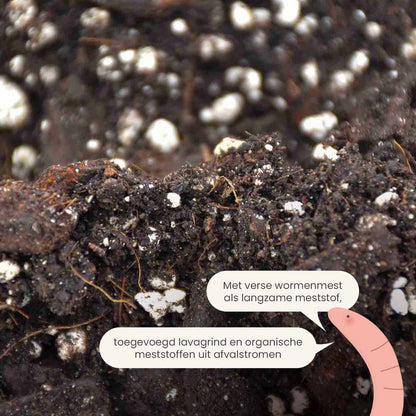 anthurium_productafbeelding_nl_fertiliser