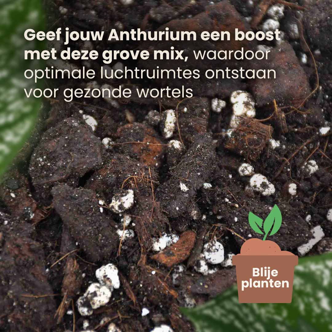 anthurium_productafbeelding_nl_structure