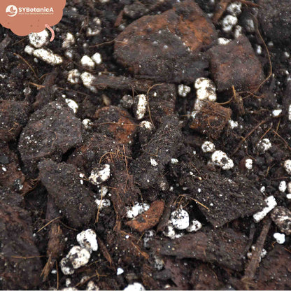 ly_anthurium_zoom_1749557568.jpg