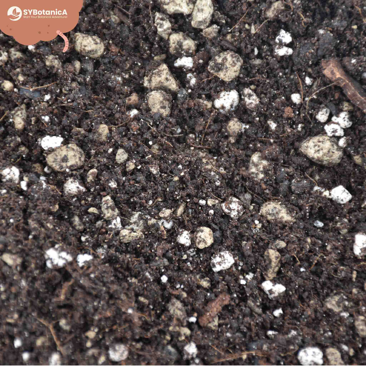 ly_bonsai_zoom_1750323543.jpg