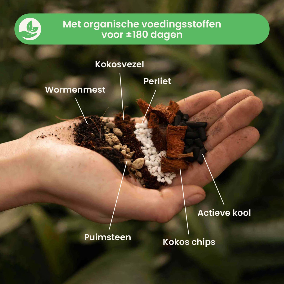 syngoniummix_ingredients_nl