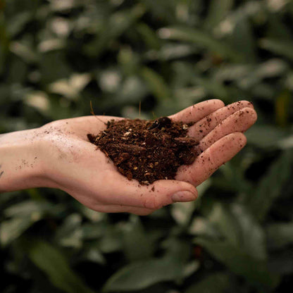 Open palm holding dark chunky mix above blurred green foliage