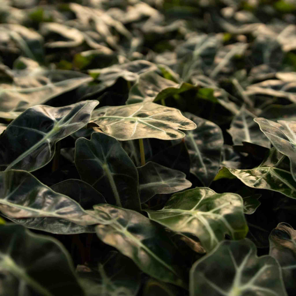 Dense stand of arrow-shaped alocasia leaves with pale white veins