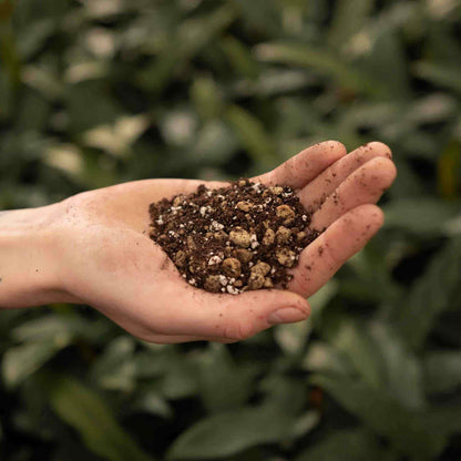 Open palm holding gritty brown mix with pale pumice grains, bonsai soil