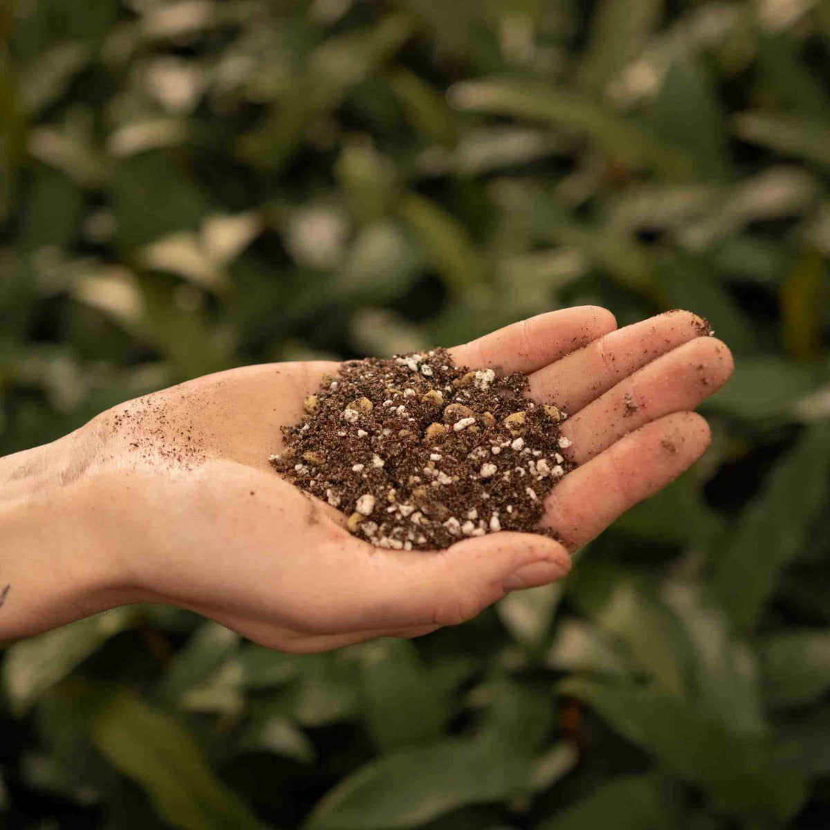 Open palm holding gritty brown mix flecked with white perlite