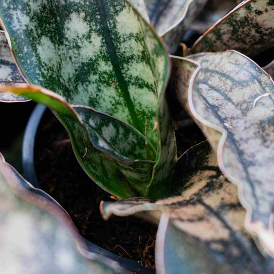 Close crop of a mottled silver-green snake plant rosette, cactus and succulent soil