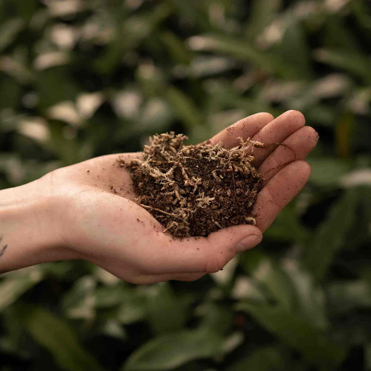 Hand holding soil mix with roots and moss, carnivorous plant soil